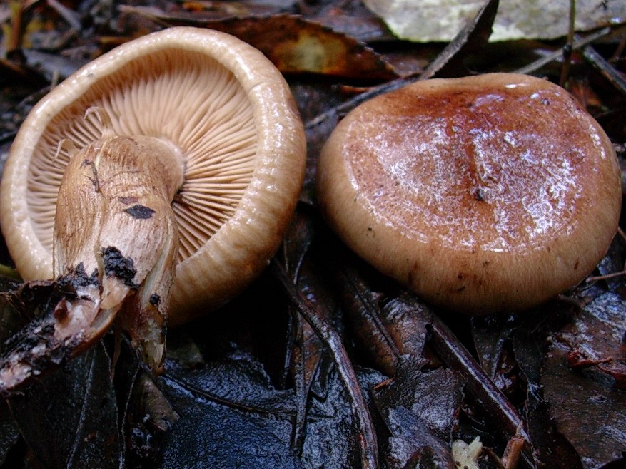 521Dicembre vecchio ritrovamento